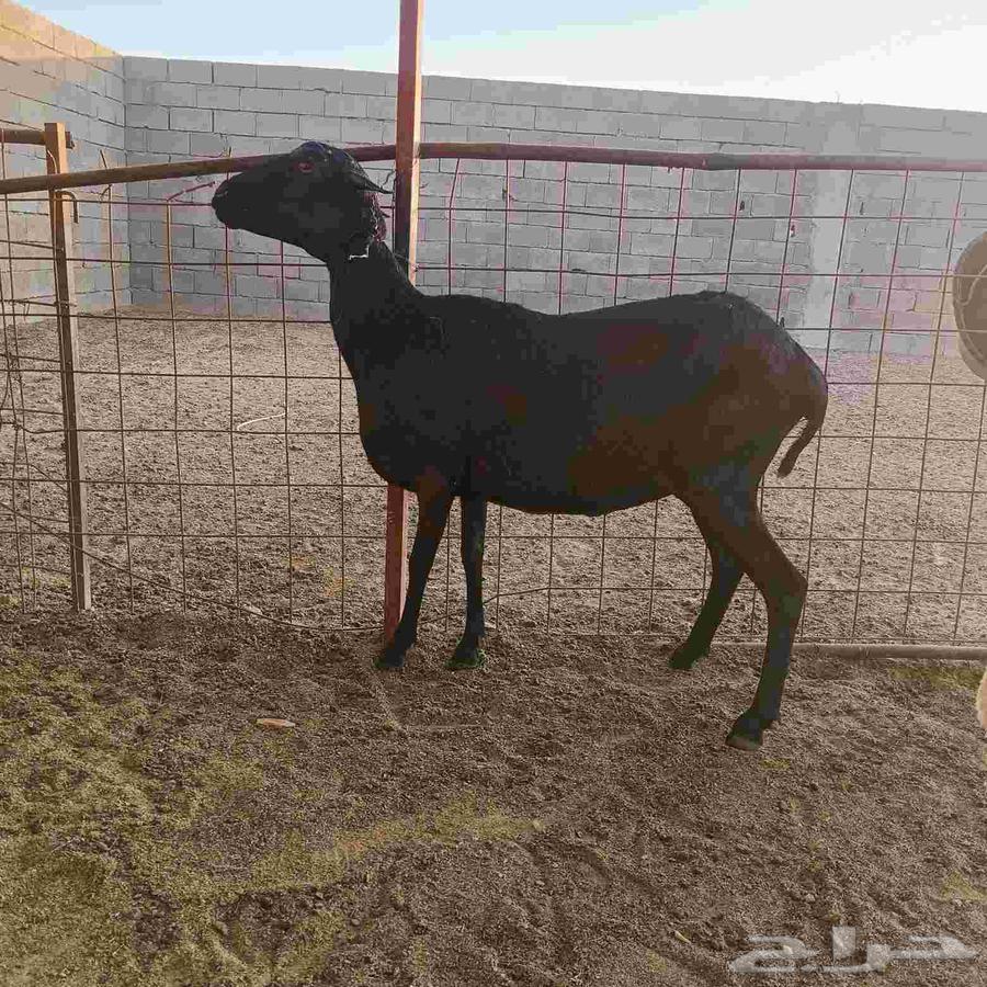 بربريه للبيع64379822225667114