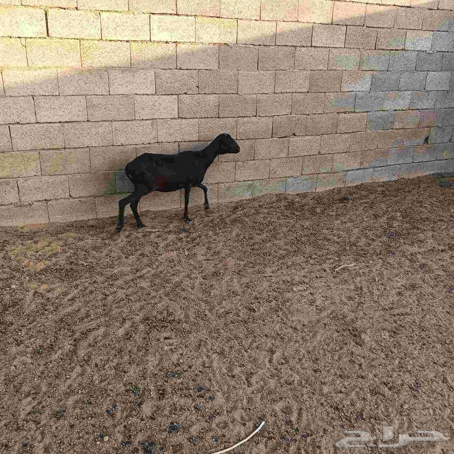 بربريه للبيع64379822225667111