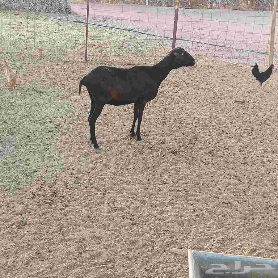 بربريه للبيع64379822225667110