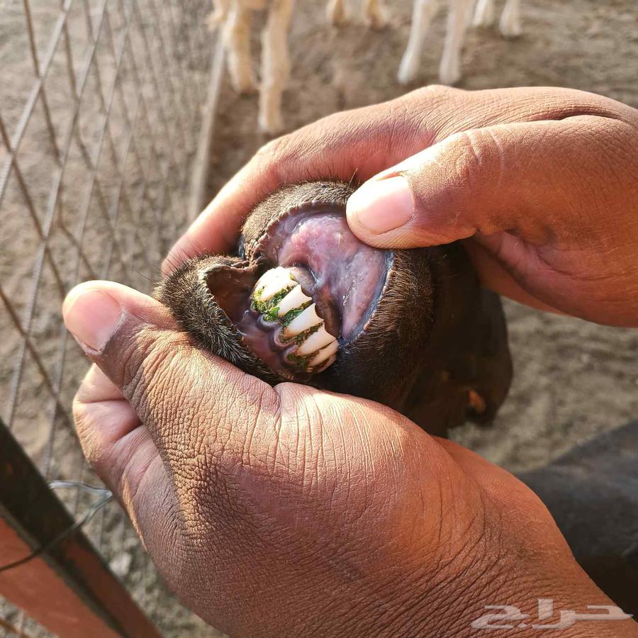 بربريه للبيع64379822225667112