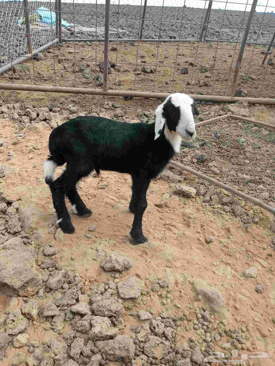 طلي وتيس للبيع64381123303683110