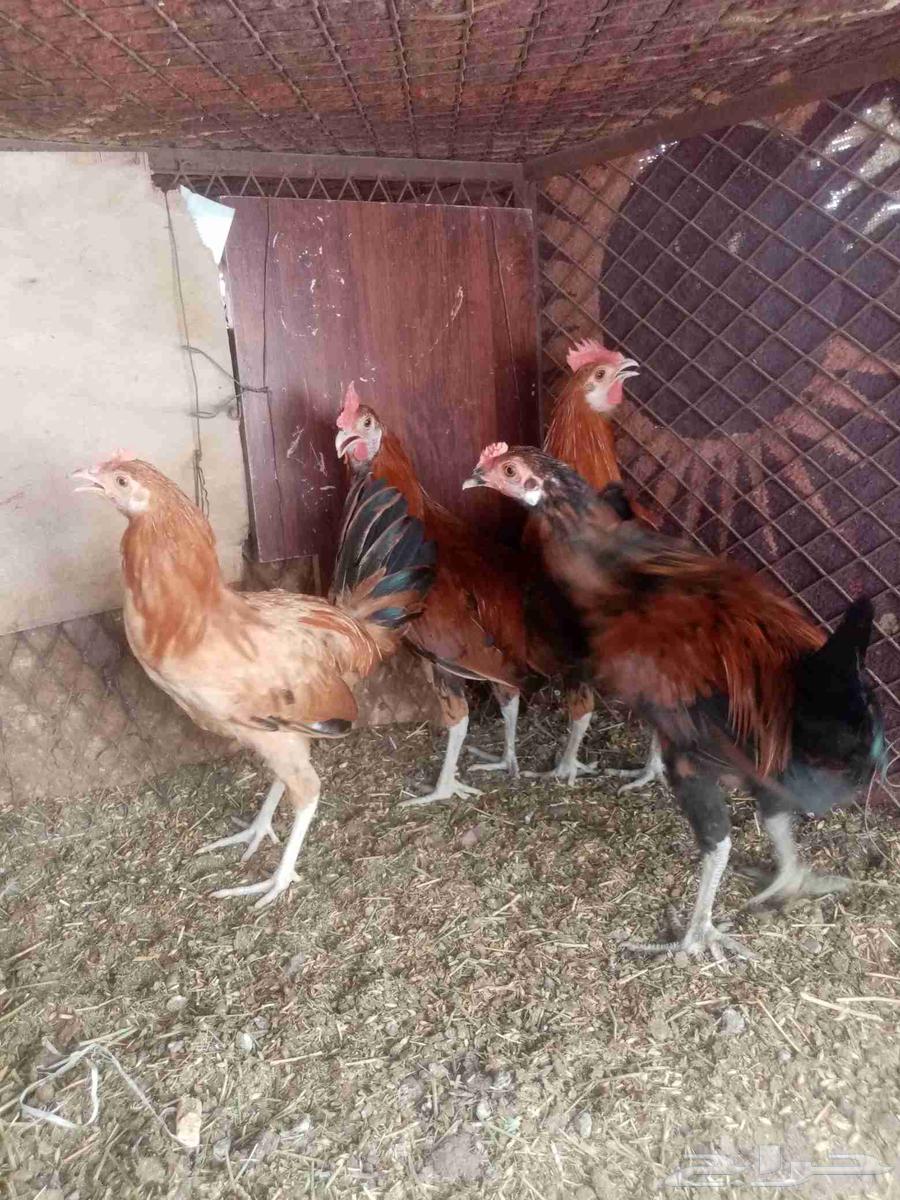 ديكه بلدي64391920964099112