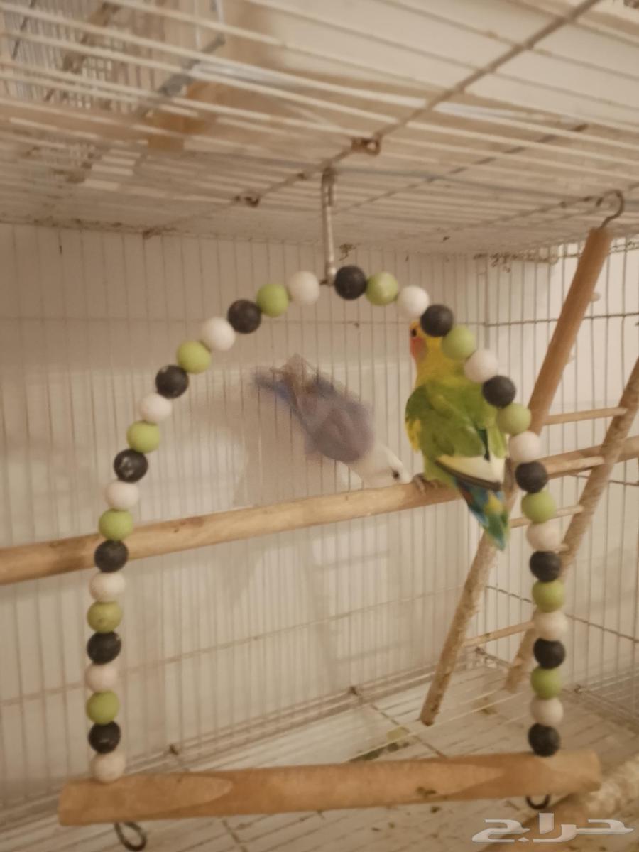 زوج روز.سوبر جانبو64383552557442113