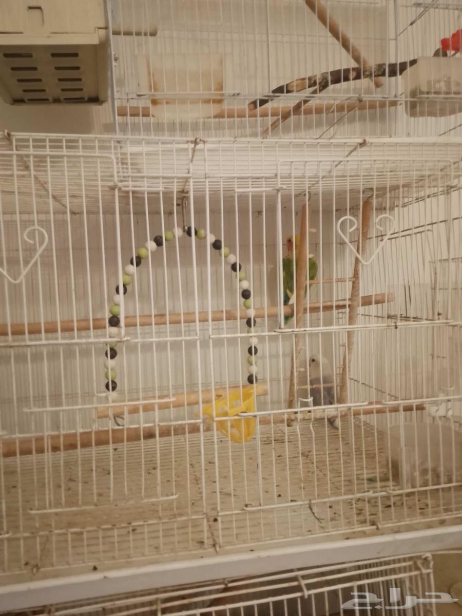 زوج روز.سوبر جانبو64383552557442114