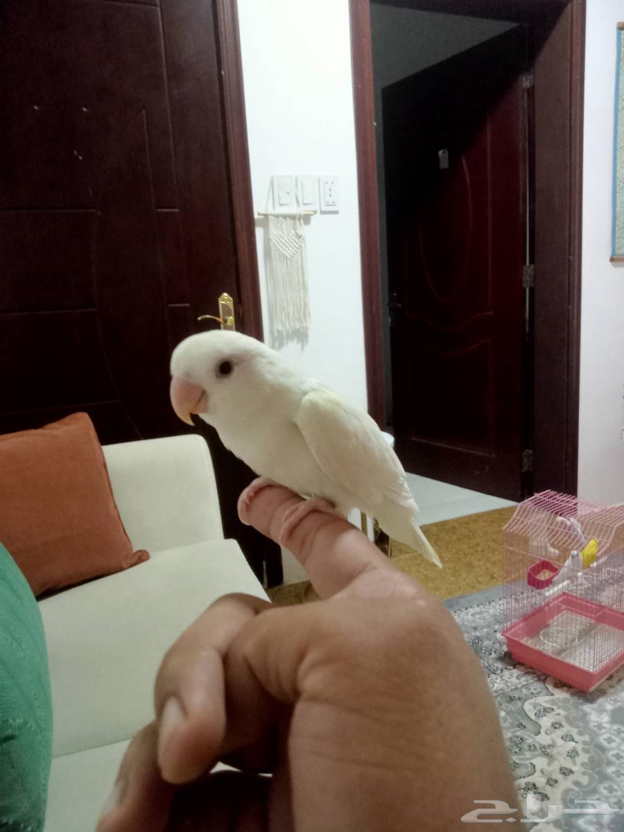 روز البينو اليف ب150اتلحق لوماتلحق64387787991682110