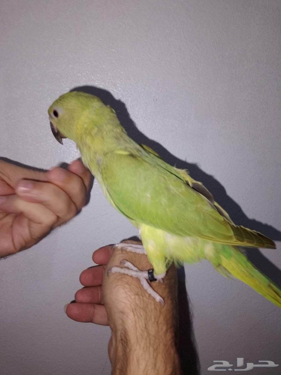 طير ببغاء الدره الهندي64386026494721110