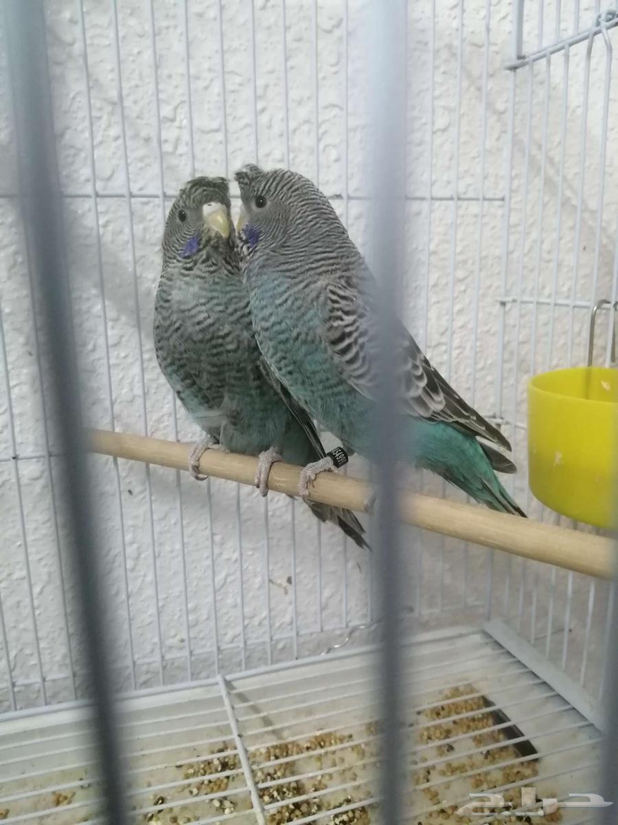 Hello and may the peace, mercy, and blessings of Allah be upon you.64378368059265110