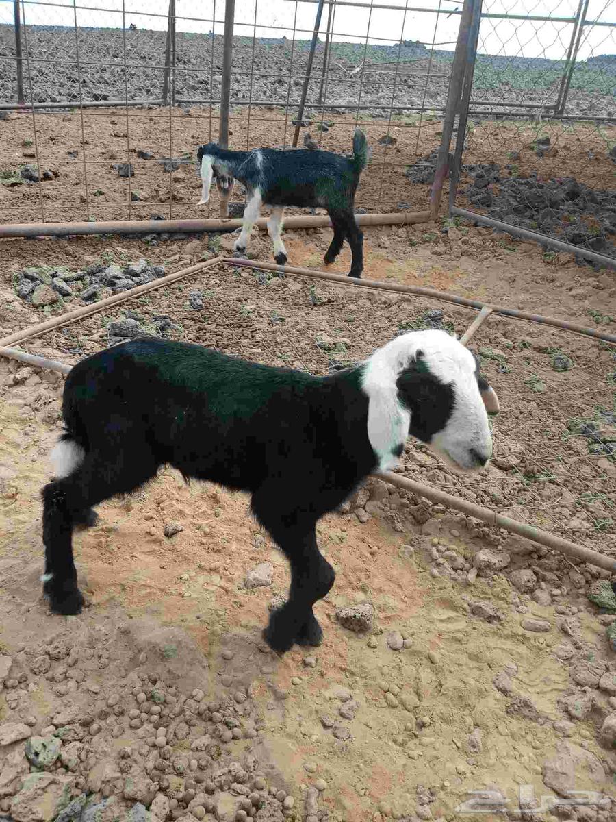 طلي وتيس للبيع64381123303683113