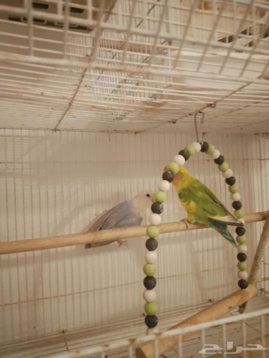 زوج روز.سوبر جانبو64383552557442112