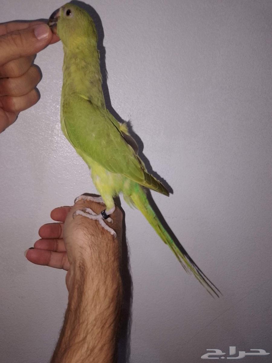 طير ببغاء الدره الهندي64386026494721111