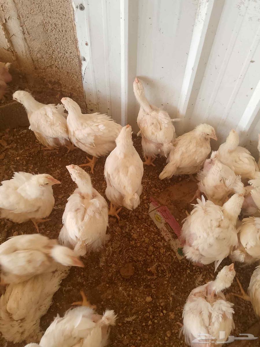 دجاج لاحم للبيع في المجمعه64381150260098111