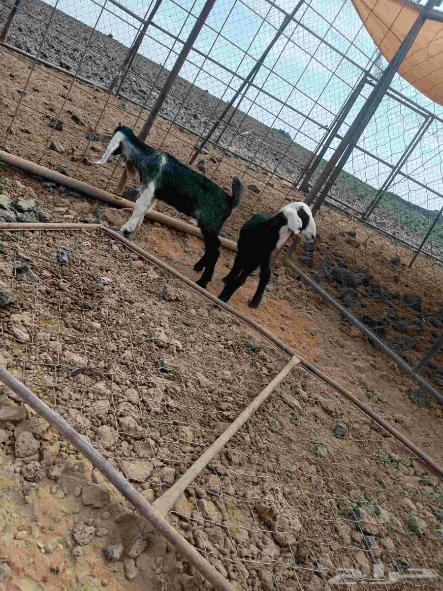 طلي وتيس للبيع64381123303683111