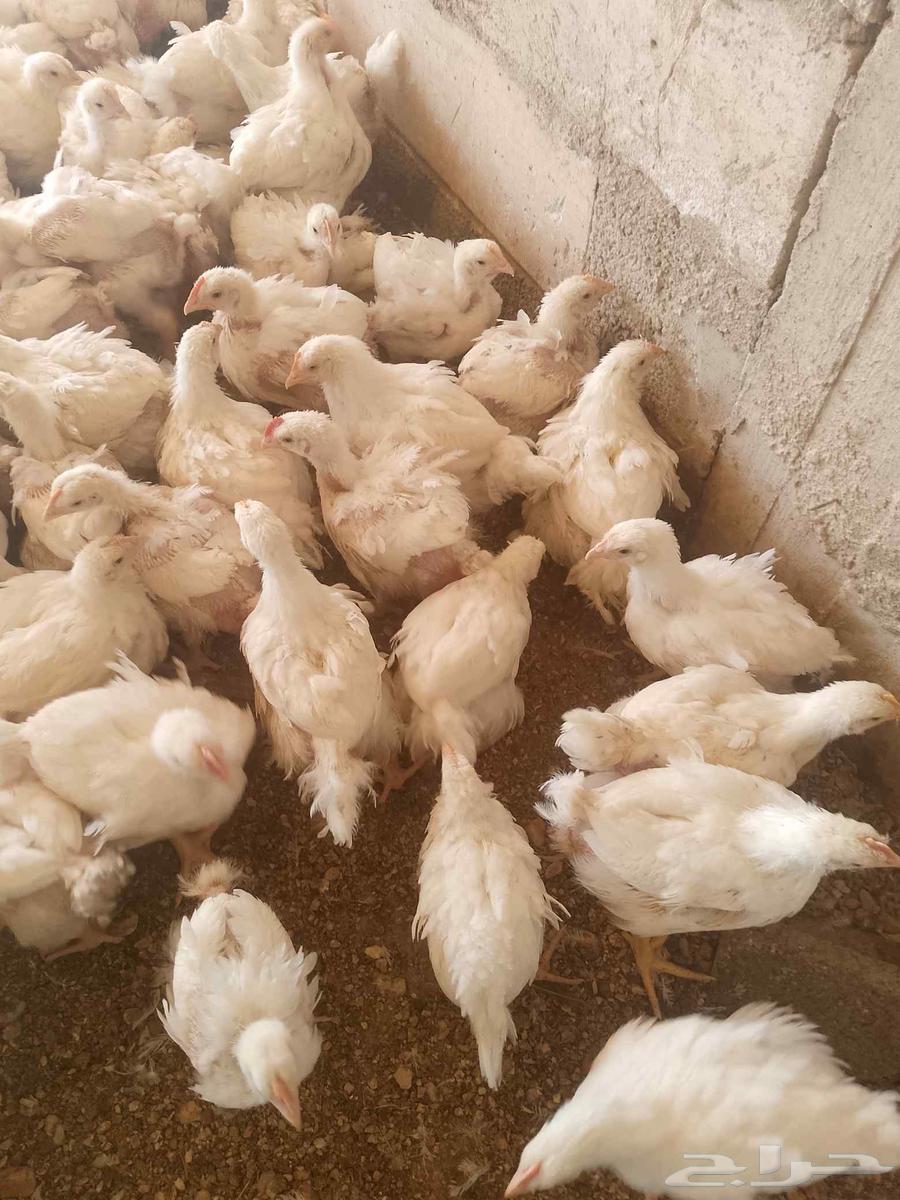دجاج لاحم للبيع في المجمعه64381150260098112
