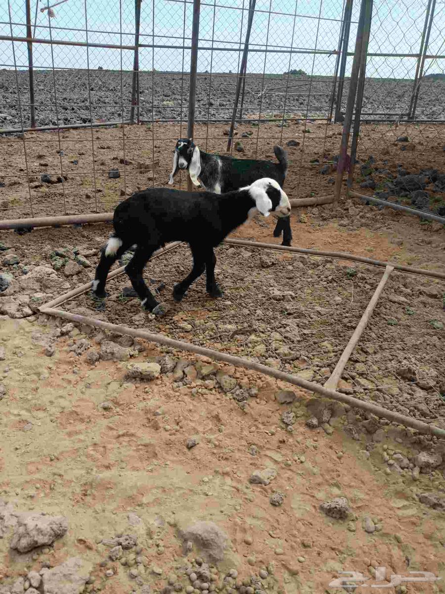 طلي وتيس للبيع64381123303683112