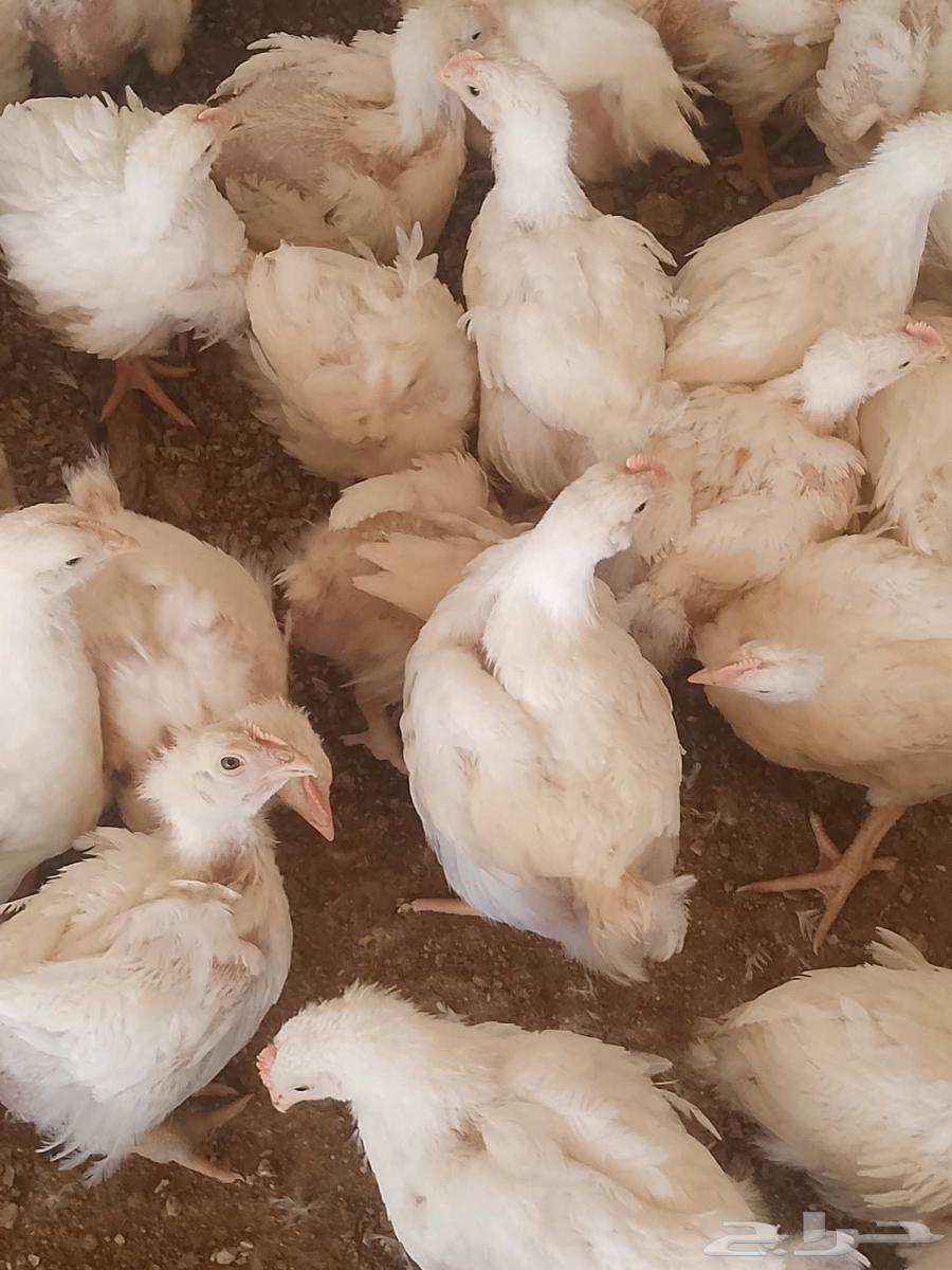 دجاج لاحم للبيع في المجمعه64381150260098110