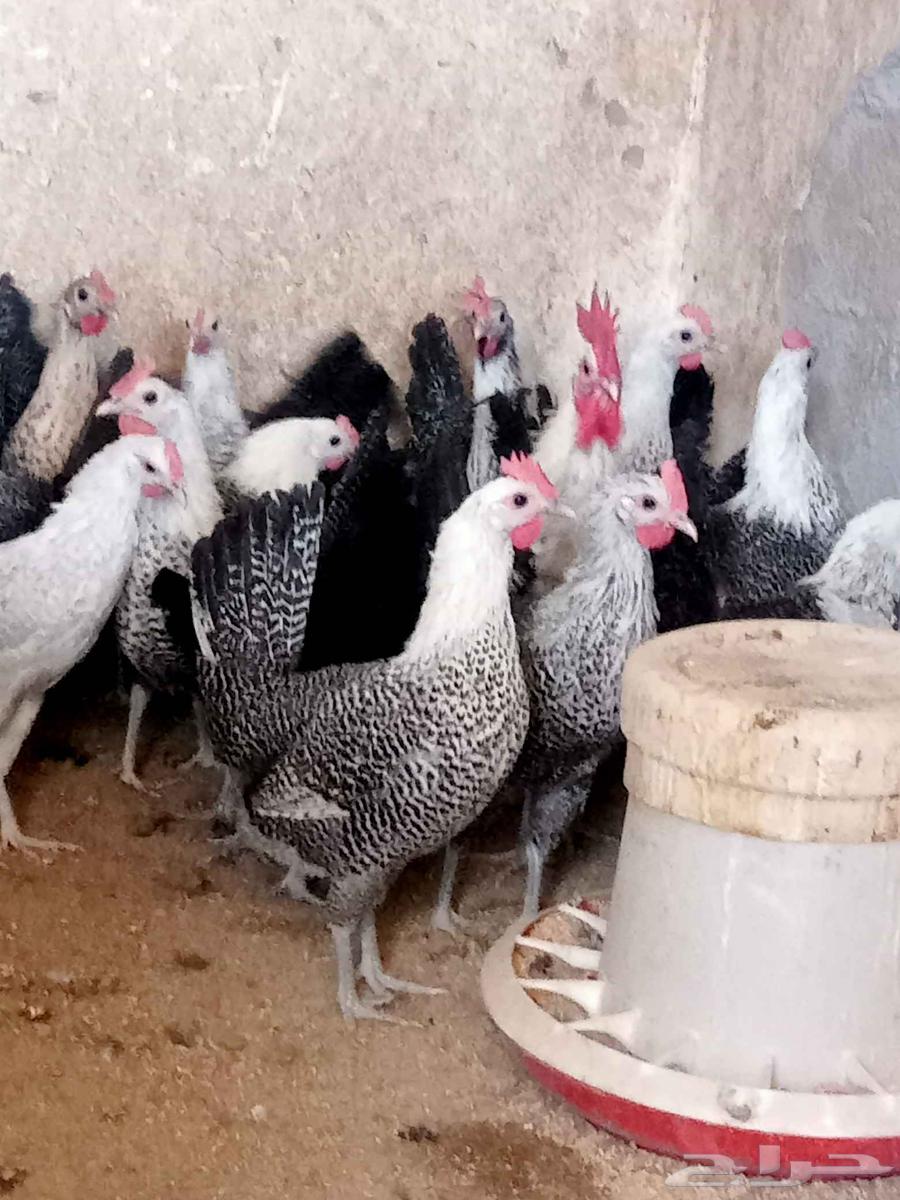 دجاج فيومي للبيع64389957656577110