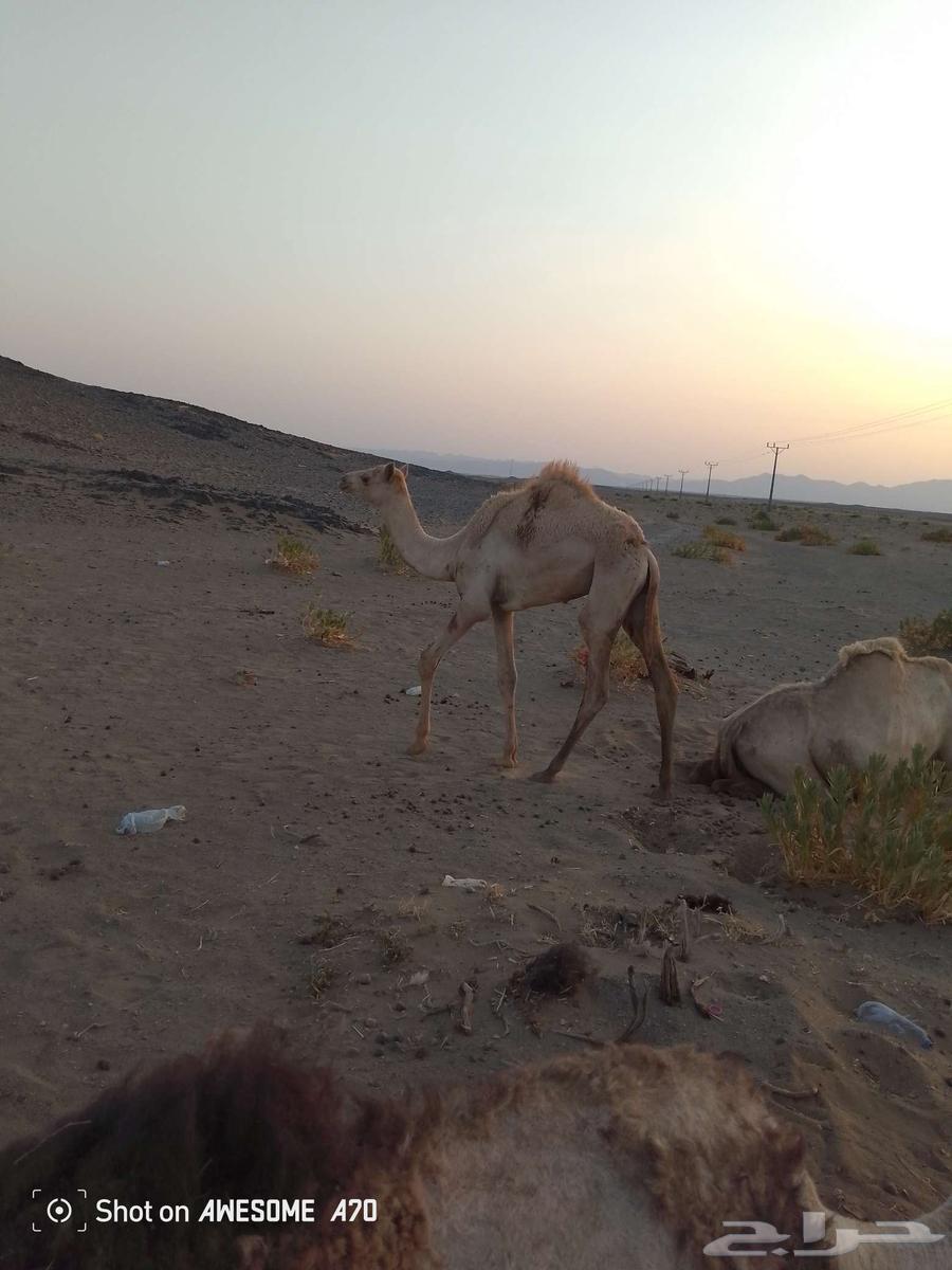 قعود البيع عمره 6شهور64380902448515110