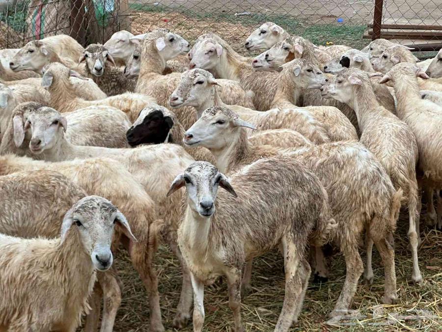 رخال مهجنات حري64387229730051114