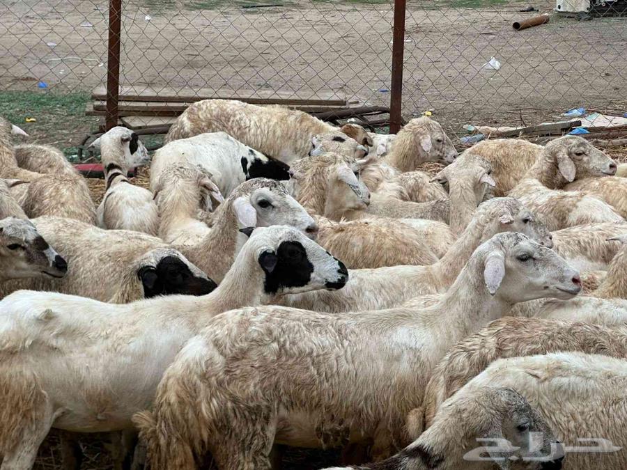 رخال مهجنات حري64387229730051110