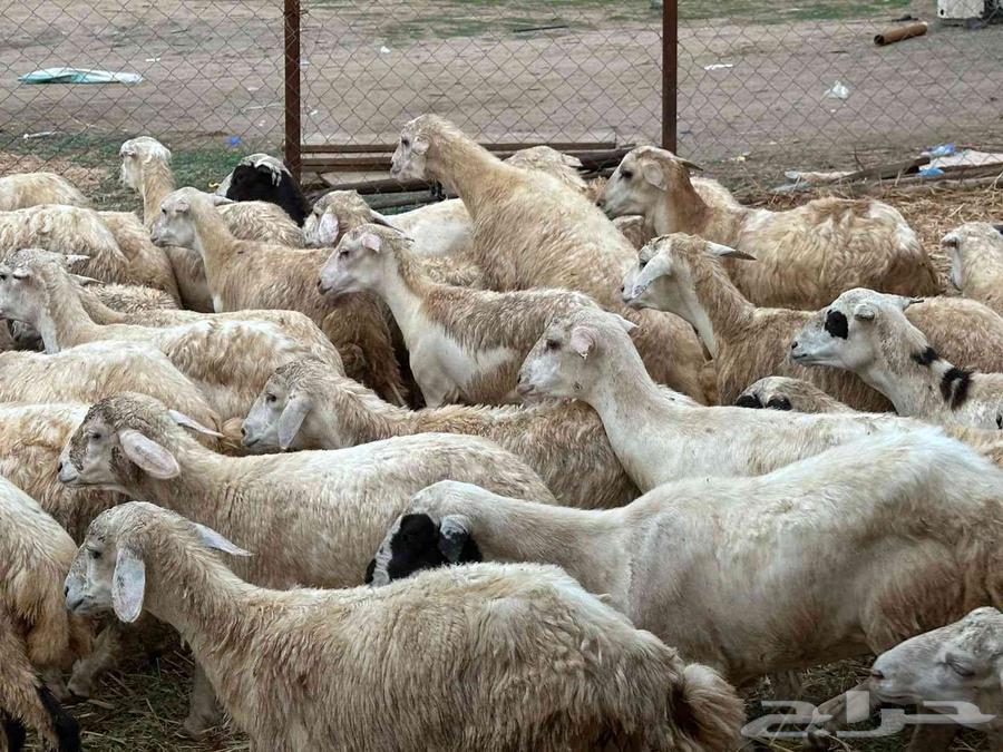 رخال مهجنات حري64387229730051112