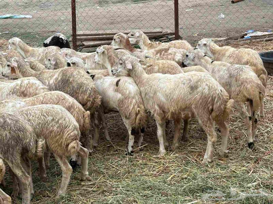 رخال مهجنات حري64387229730051111