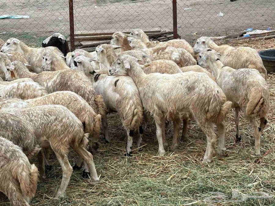 رخال مهجنات حري64387229730051113