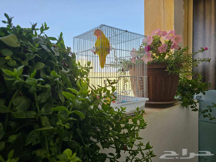 مجموعة روز إنتاج أصلي64389916408449112