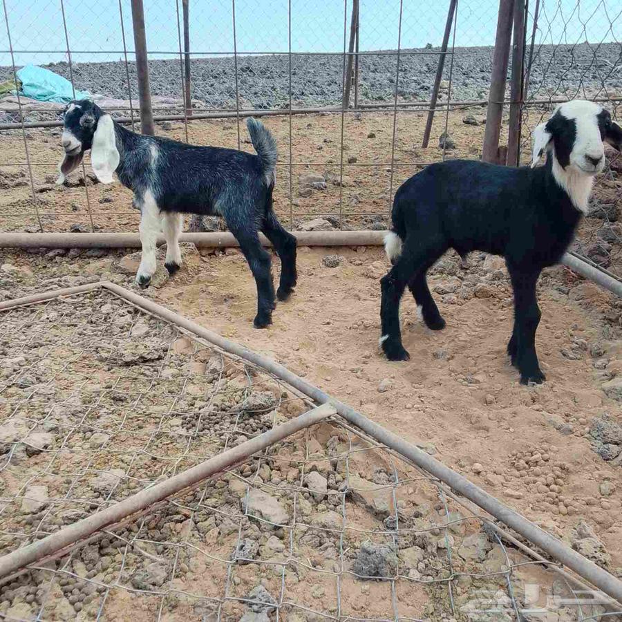 طلي وتيس للبيع64381123303683114