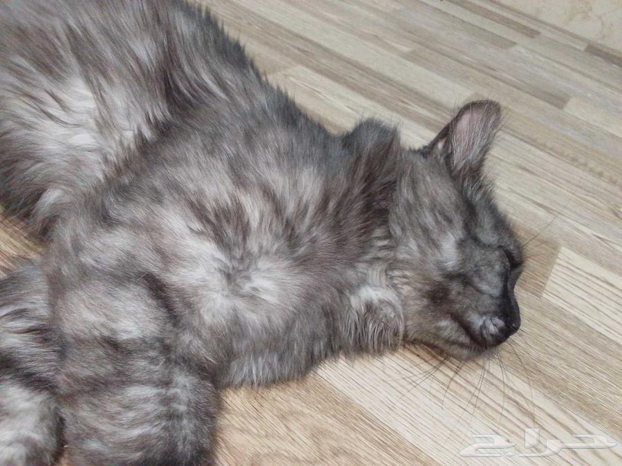 قطوه للبيع64387341372162111