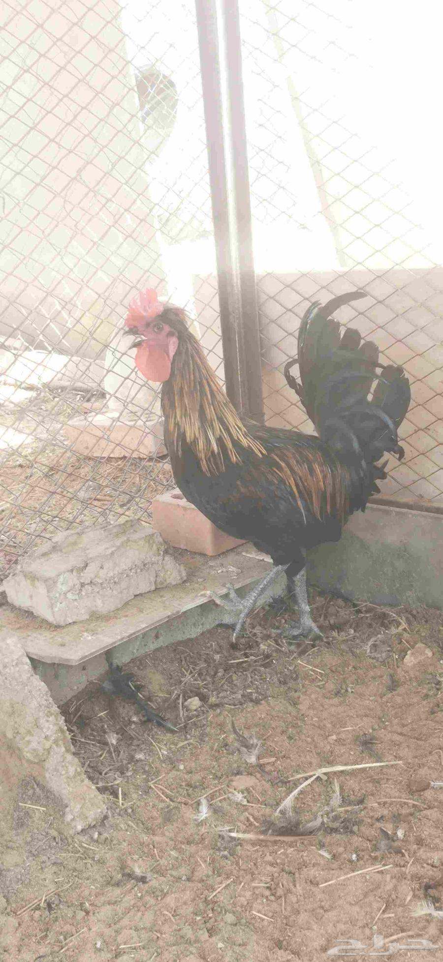 ديوك بلدي للبيع64382928289283111