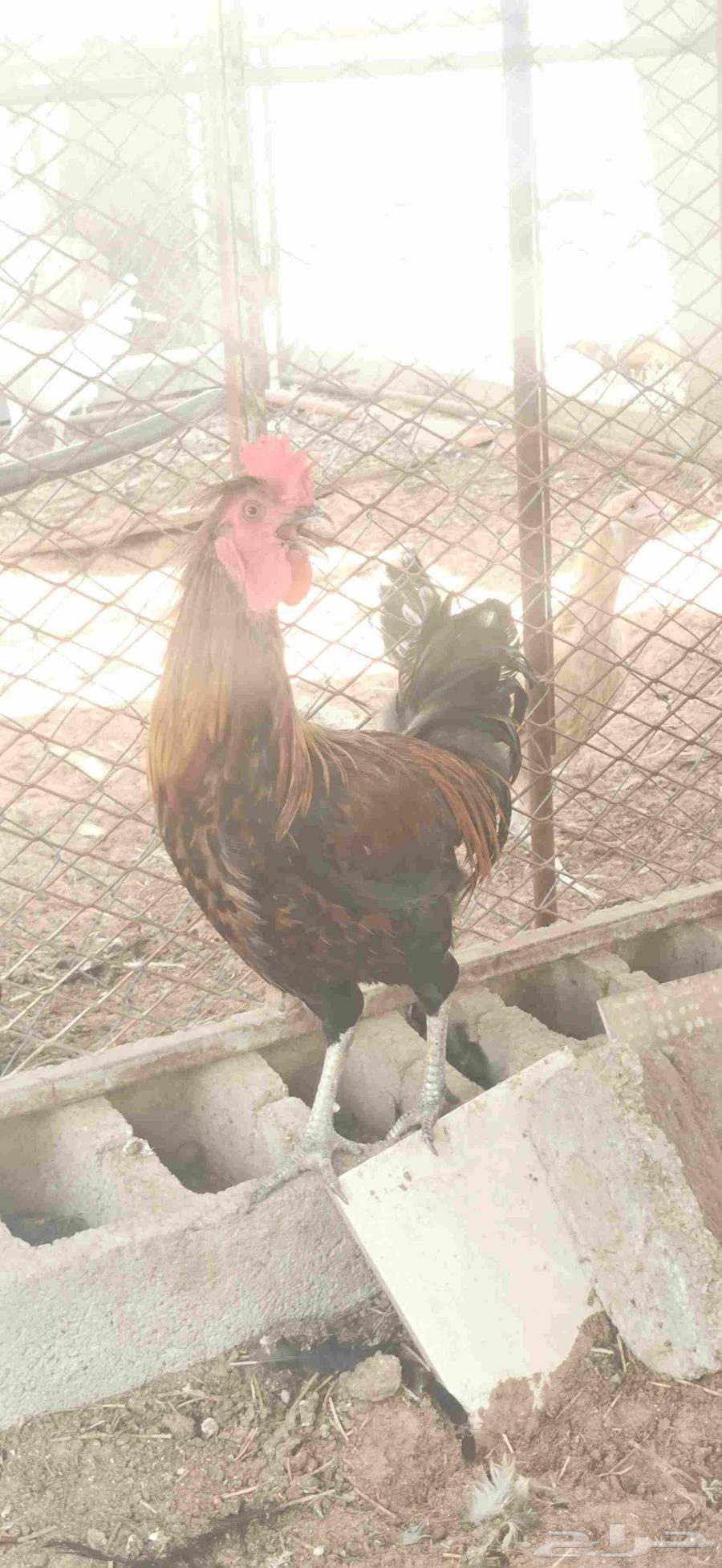 ديوك بلدي للبيع64382928289283112