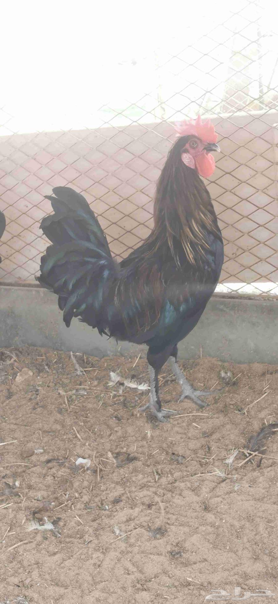 ديوك بلدي للبيع64382928289283110