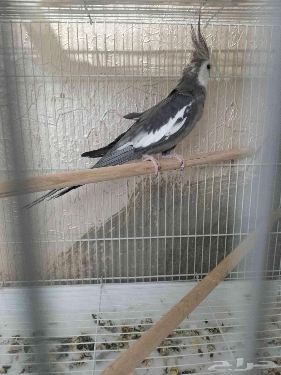 جوز كروان مع بيض64391508549633113