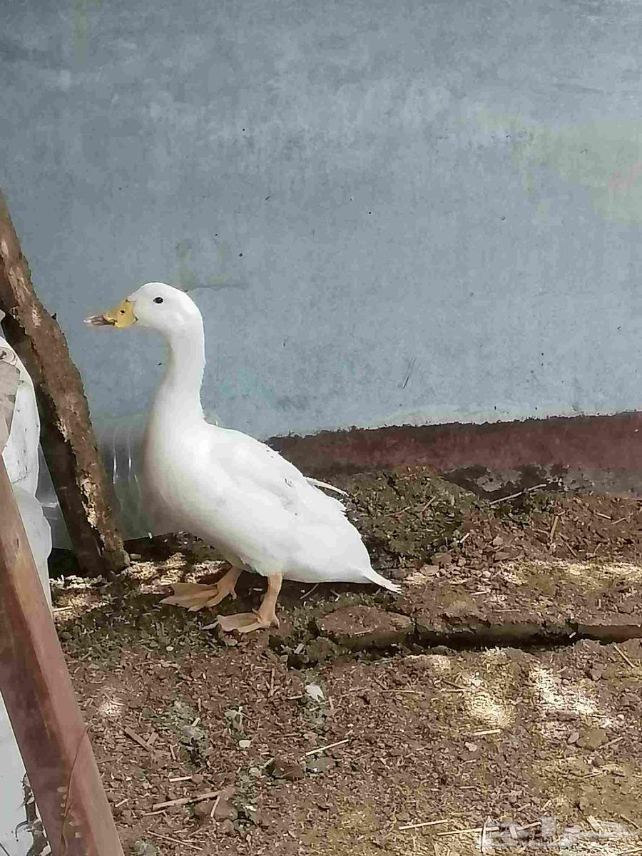 بط بكيني64383455326339112