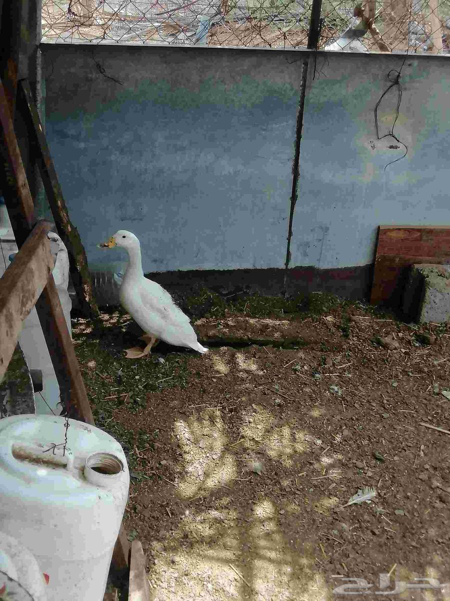 بط بكيني64383455326339110