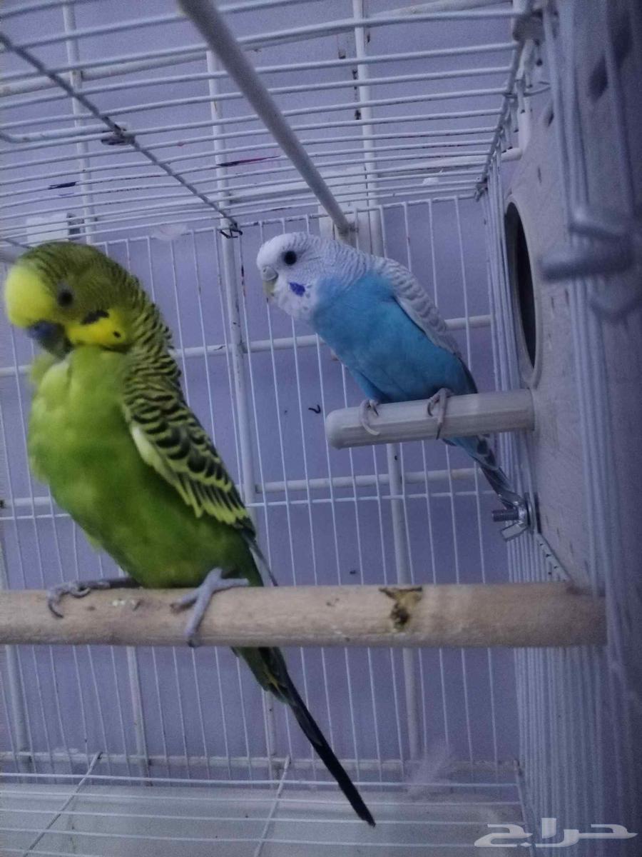 زوج كروان وزوج بادجي منتجين64389280339715110