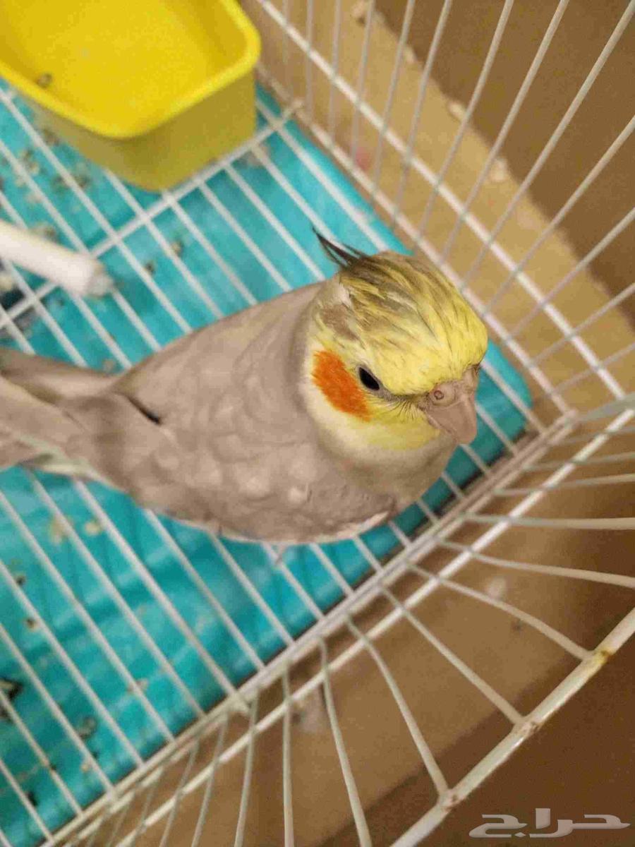 Two-year-old crow bird that sings, tame, playful, and non-downloadable64384036900611111