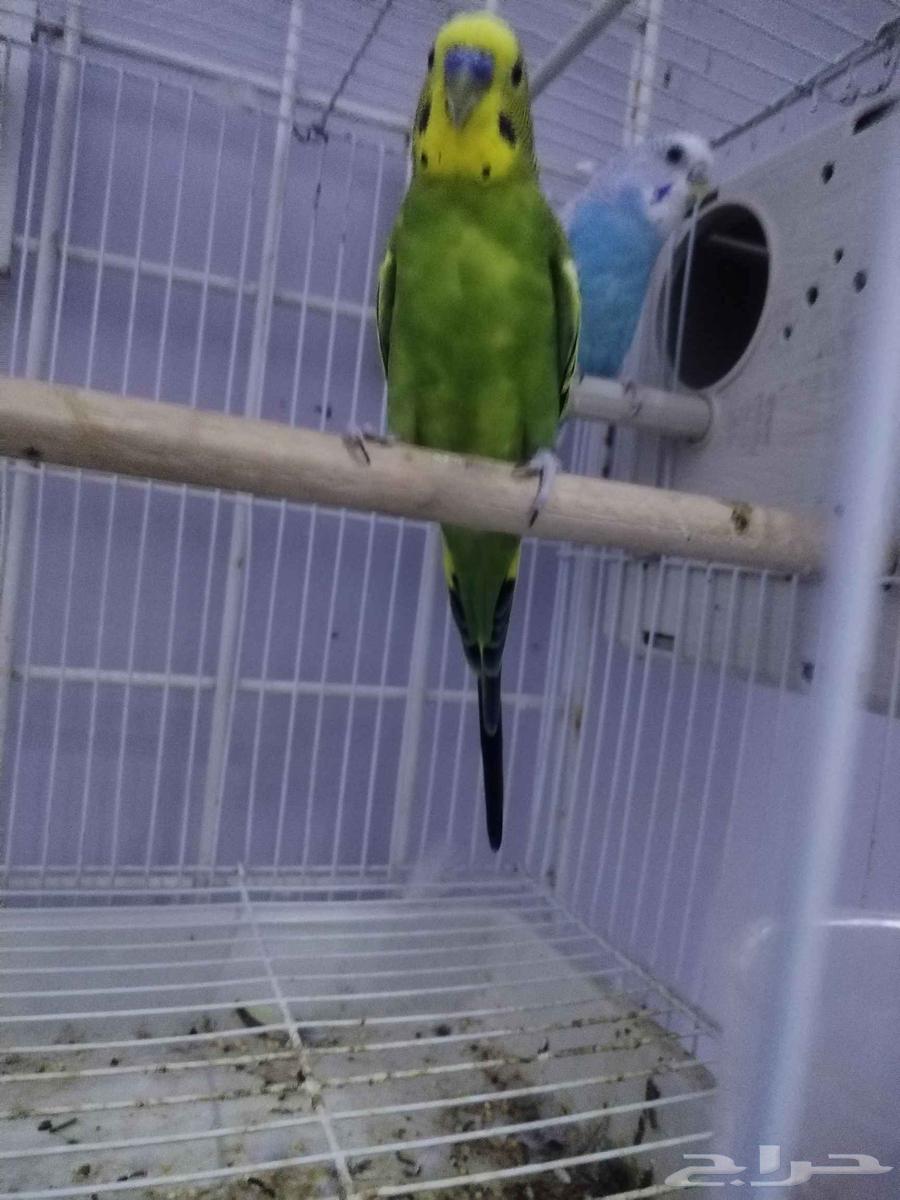 زوج كروان وزوج بادجي منتجين64389280339715112