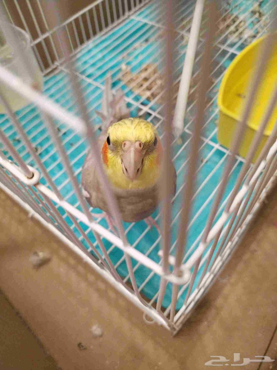 Two-year-old crow bird that sings, tame, playful, and non-downloadable64384036900611110