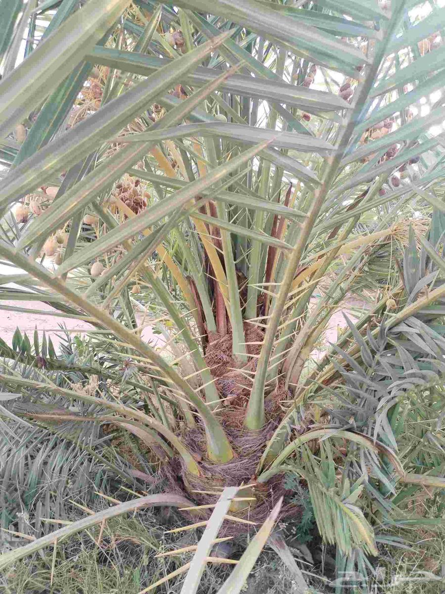 Fruit-bearing palm trees for sale, Khalas, Barhi, Hilali, Ruthana, Sukkari, Mjedool, Shishi64386291006978110