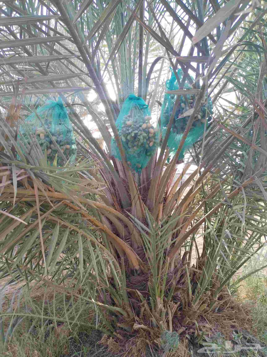 Fruit-bearing palm trees for sale, Khalas, Barhi, Hilali, Ruthana, Sukkari, Mjedool, Shishi64386291006978113