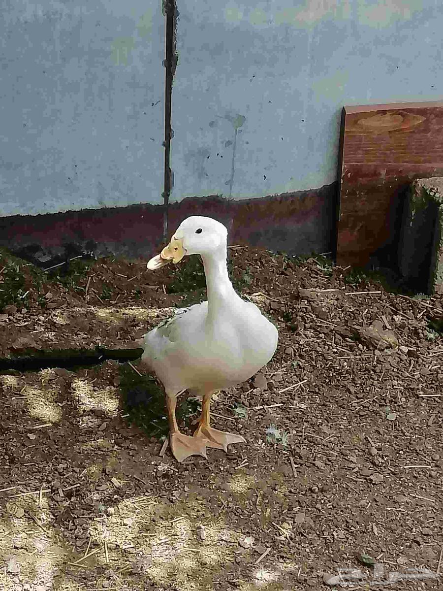 بط بكيني64383455326339111