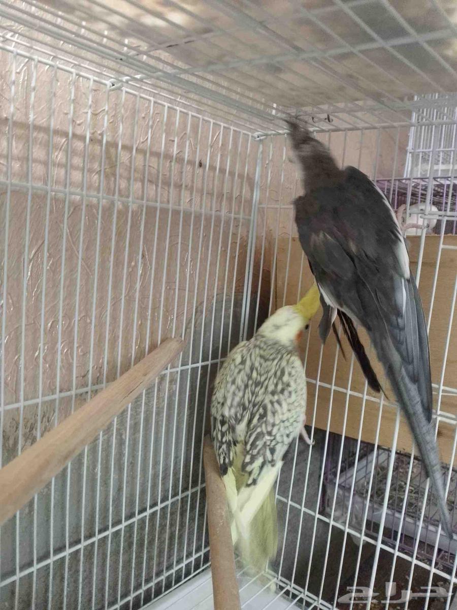 جوز كروان مع بيض64391508549633111