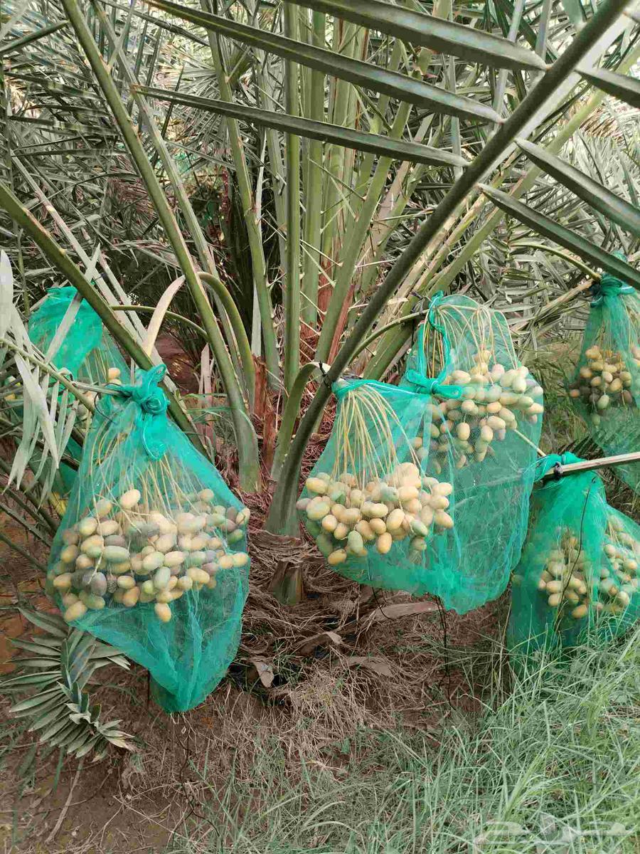 Fruit-bearing palm trees for sale, Khalas, Barhi, Hilali, Ruthana, Sukkari, Mjedool, Shishi64386291006978114