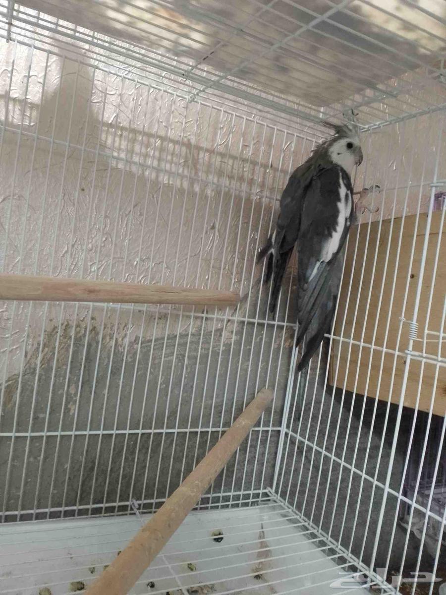 جوز كروان مع بيض64391508549633114