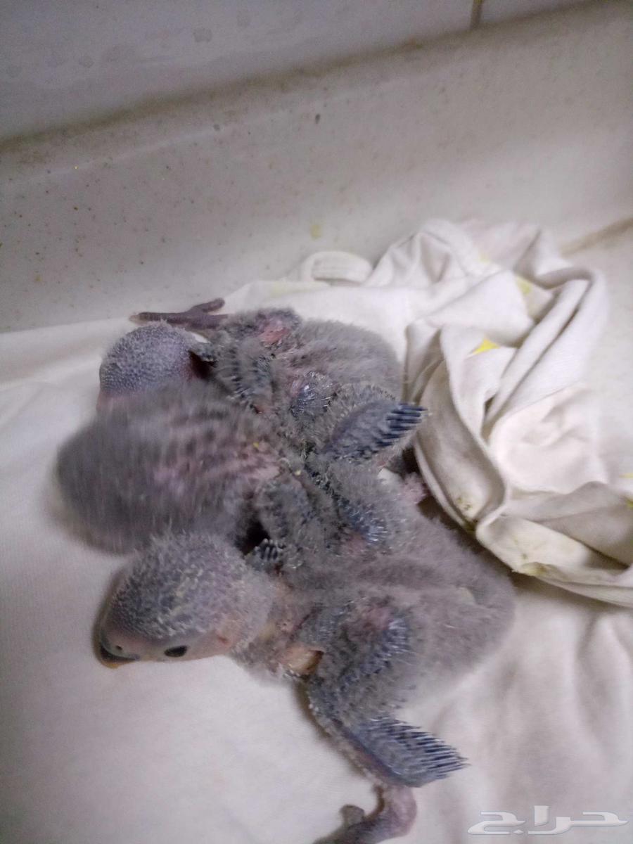 فروخ روز64379674536707114