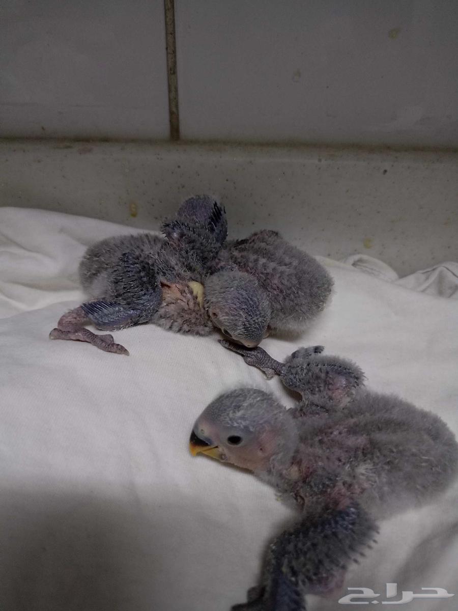 فروخ روز64379674536707110