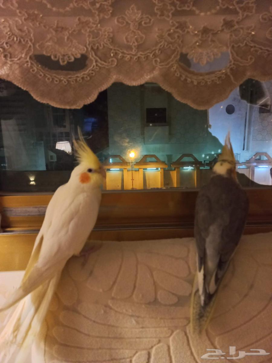 عرض طيور كروان منتجه في حاله ممتازه64385411748097110