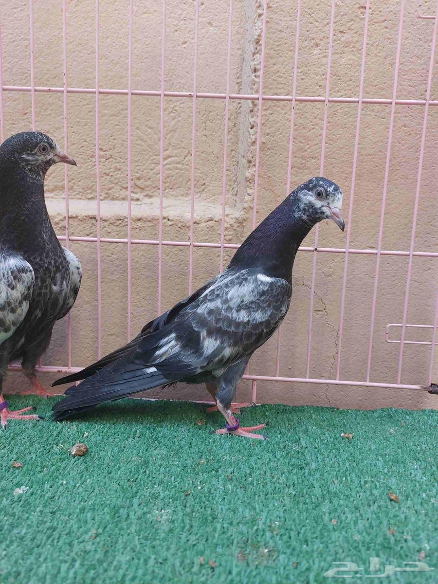 للبيع طبه تيدي اخوان بطن واحد64384786473859114