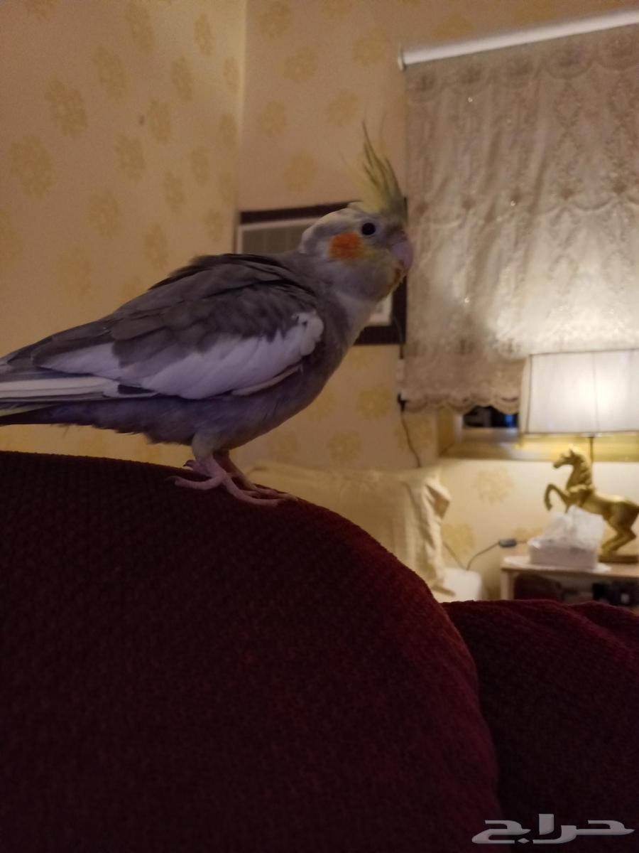 عرض طيور كروان منتجه في حاله ممتازه64385411748097112